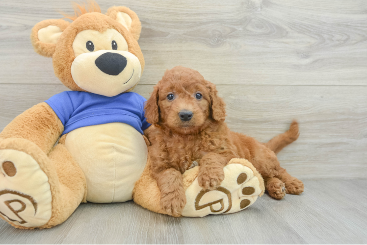 Best Mini Goldendoodle Baby