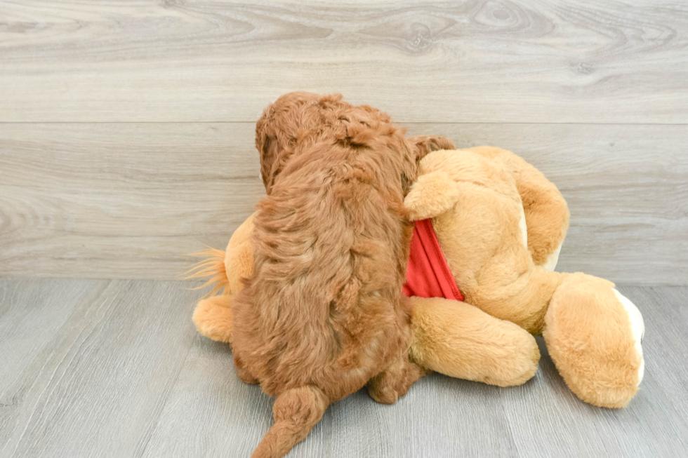 Energetic Golden Doodle Poodle Mix Puppy