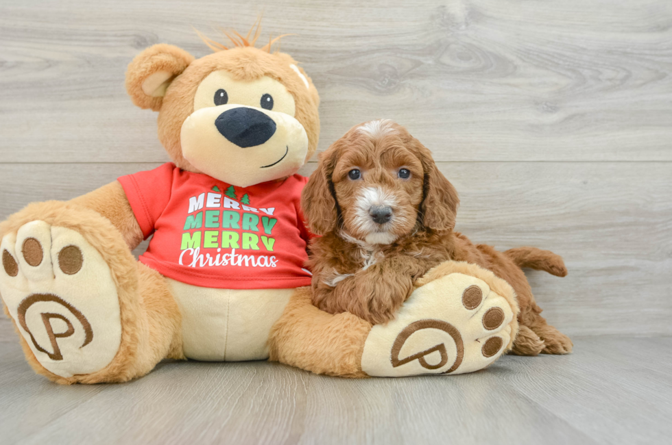 5 week old Mini Goldendoodle Puppy For Sale - Lone Star Pups