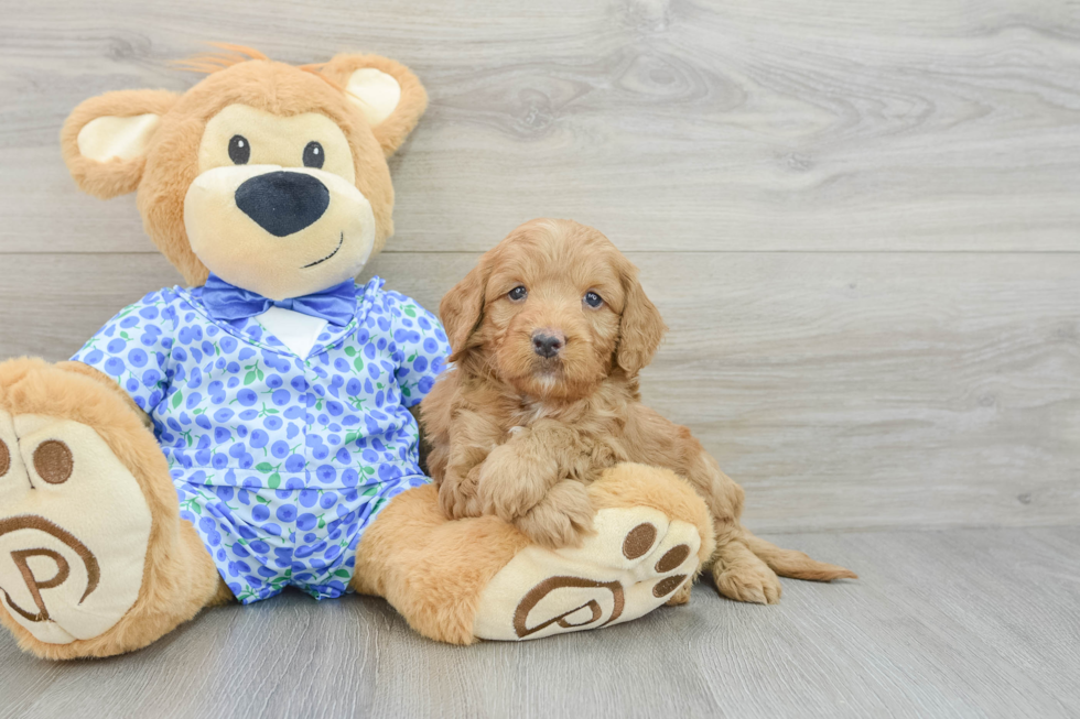 Smart Mini Goldendoodle Poodle Mix Pup