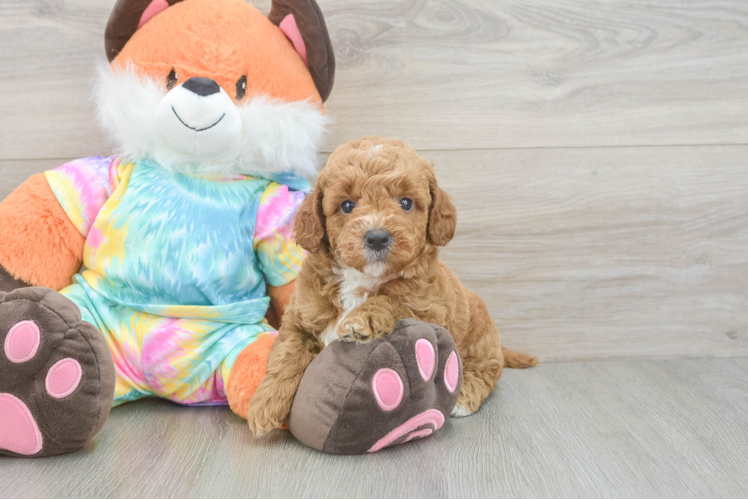 Best Mini Goldendoodle Baby