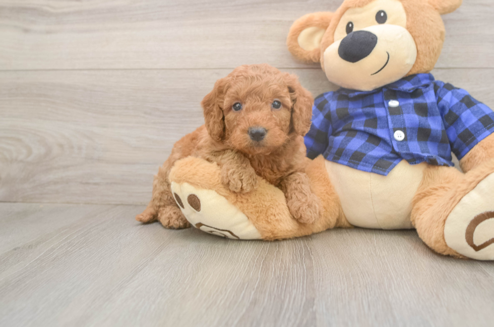 6 week old Mini Goldendoodle Puppy For Sale - Lone Star Pups