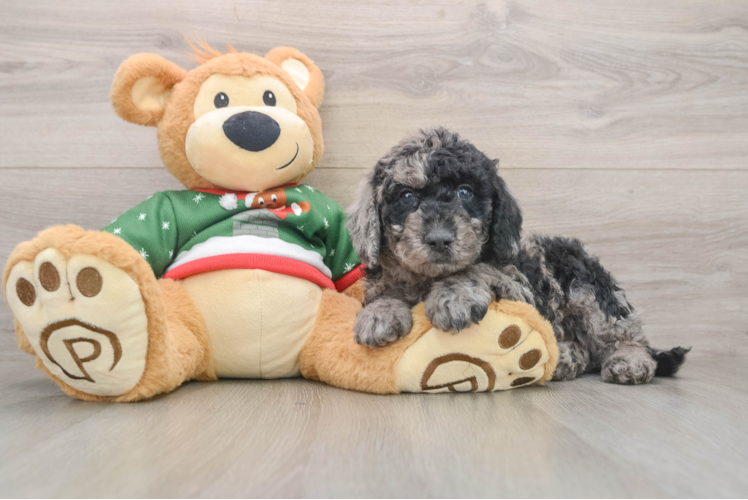 Smart Mini Goldendoodle Poodle Mix Pup