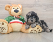 6 week old Mini Goldendoodle Puppy For Sale - Lone Star Pups