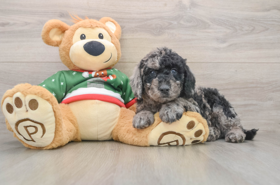 5 week old Mini Goldendoodle Puppy For Sale - Lone Star Pups