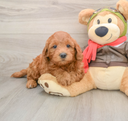7 week old Mini Goldendoodle Puppy For Sale - Lone Star Pups