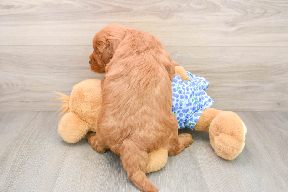 Mini Goldendoodle Pup Being Cute