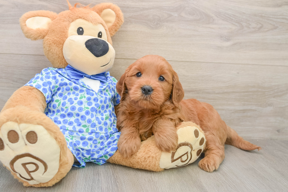 Friendly Mini Goldendoodle Baby