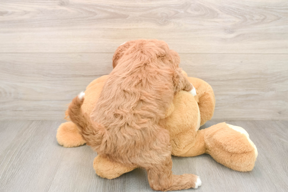 Mini Goldendoodle Puppy for Adoption