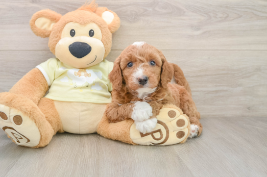 Happy Mini Goldendoodle Baby
