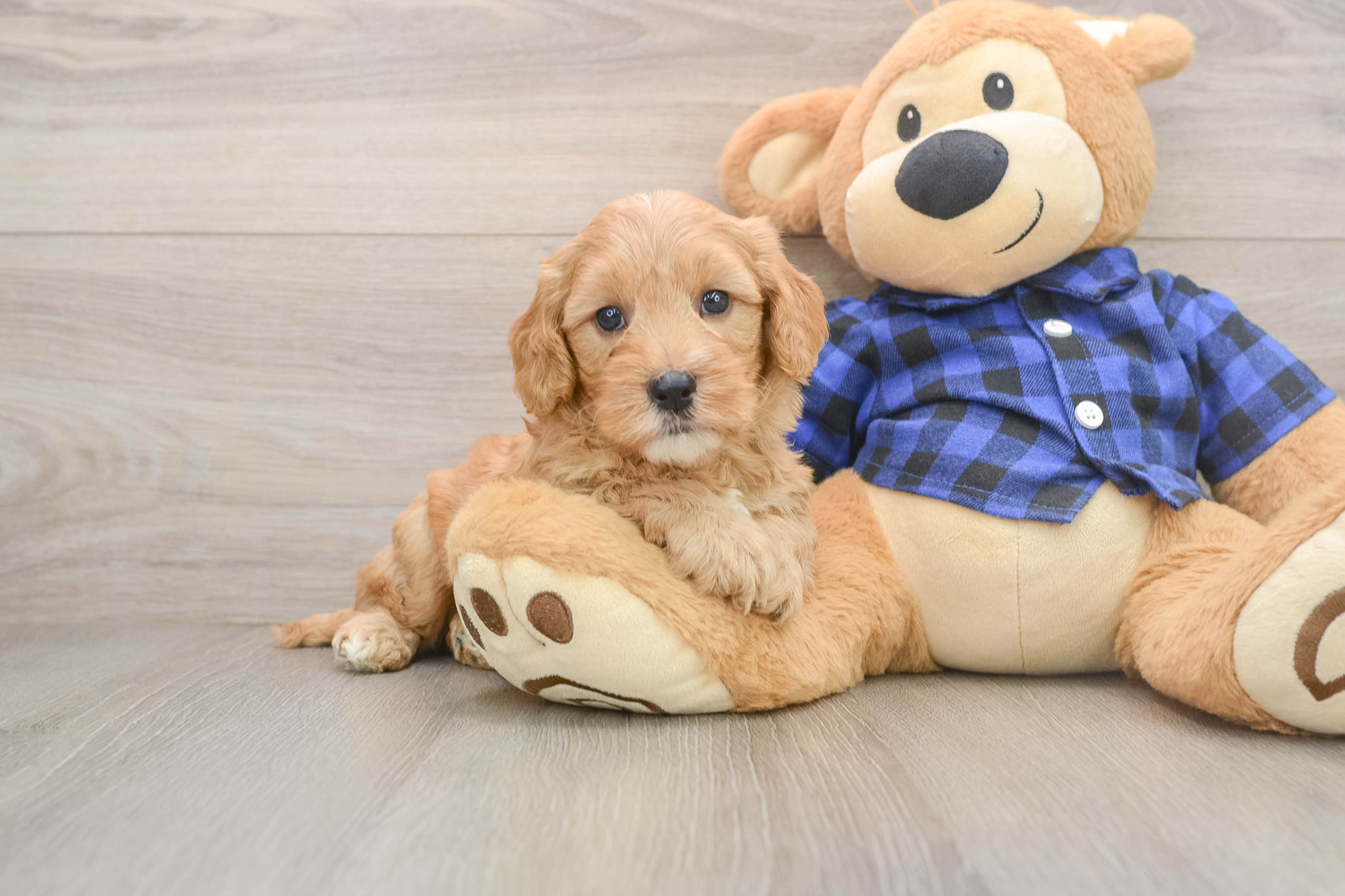 Hypoallergenic Mini Goldiepoo Poodle Mix Puppy