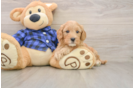 Mini Goldendoodle Puppy for Adoption