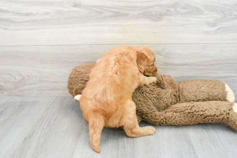 Meet Francesca - our Mini Goldendoodle Puppy Photo 2/3 - Lone Star Pups