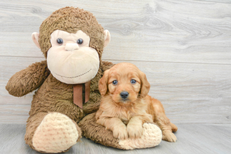 Meet Francesca - our Mini Goldendoodle Puppy Photo 3/3 - Lone Star Pups