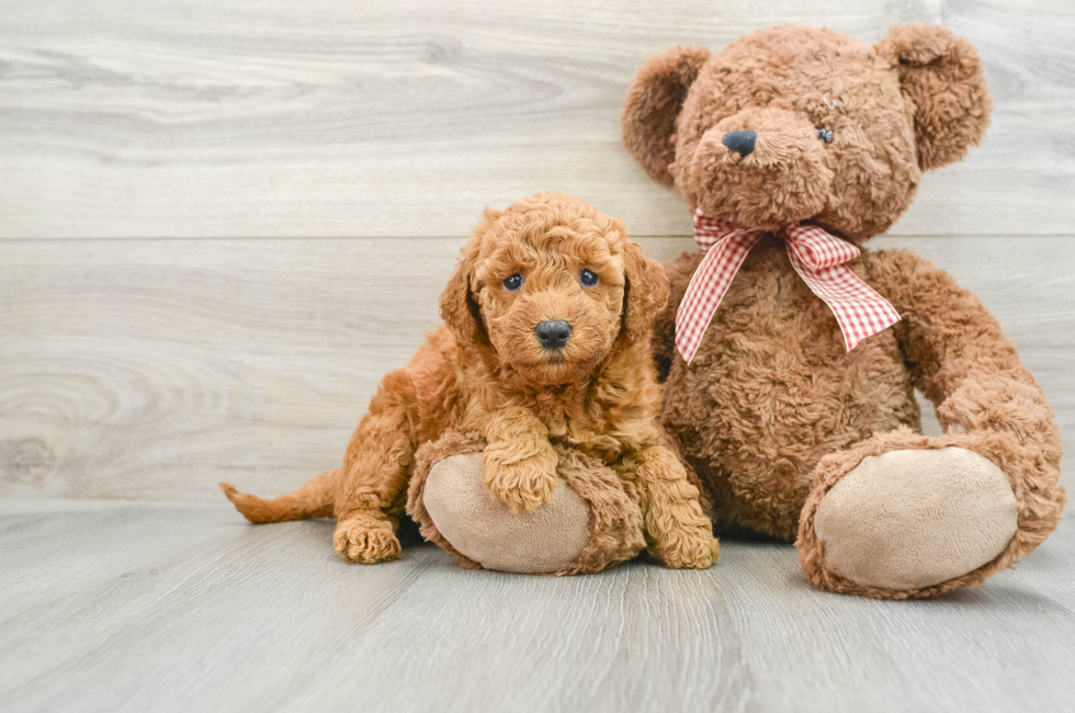 6 week old Mini Goldendoodle Puppy For Sale - Lone Star Pups