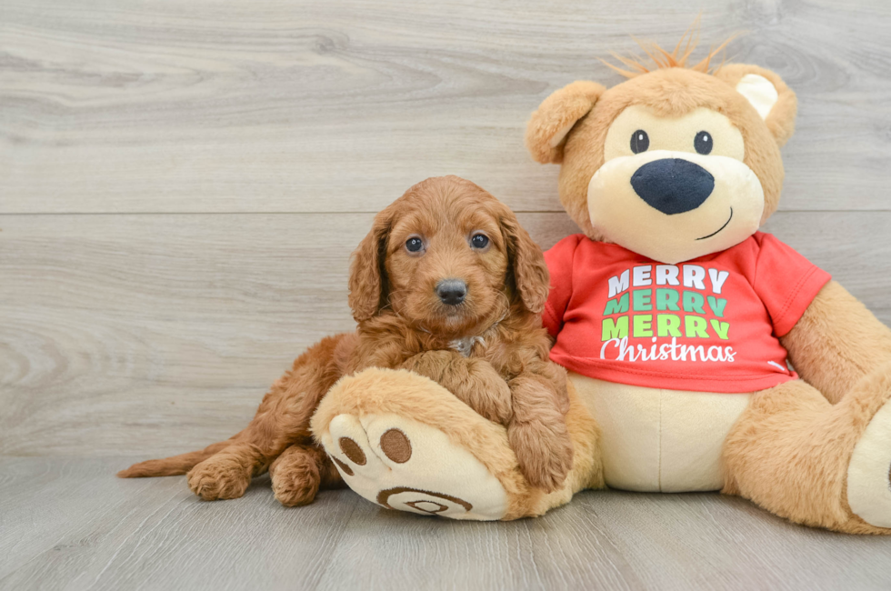 5 week old Mini Goldendoodle Puppy For Sale - Lone Star Pups