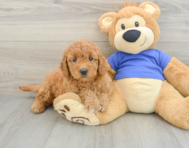 7 week old Mini Goldendoodle Puppy For Sale - Lone Star Pups