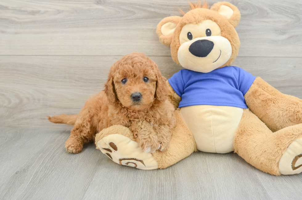 6 week old Mini Goldendoodle Puppy For Sale - Lone Star Pups