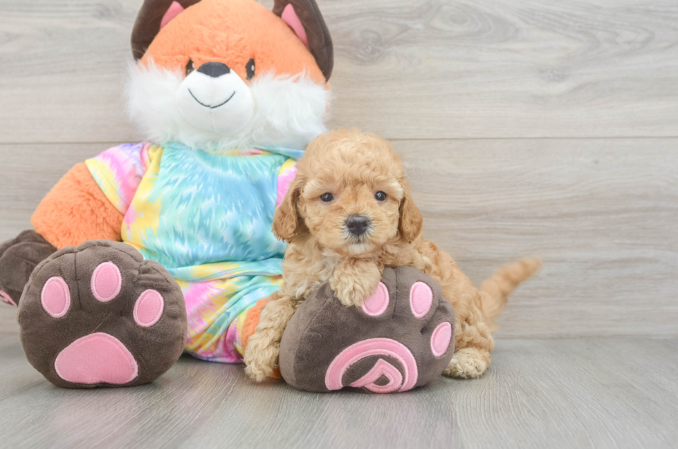 6 week old Mini Goldendoodle Puppy For Sale - Lone Star Pups