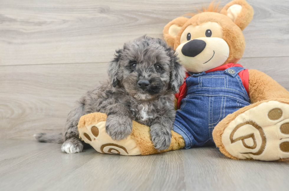 6 week old Mini Goldendoodle Puppy For Sale - Lone Star Pups