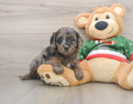 7 week old Mini Goldendoodle Puppy For Sale - Lone Star Pups