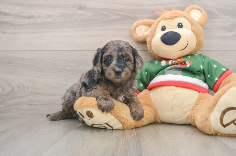5 week old Mini Goldendoodle Puppy For Sale - Lone Star Pups