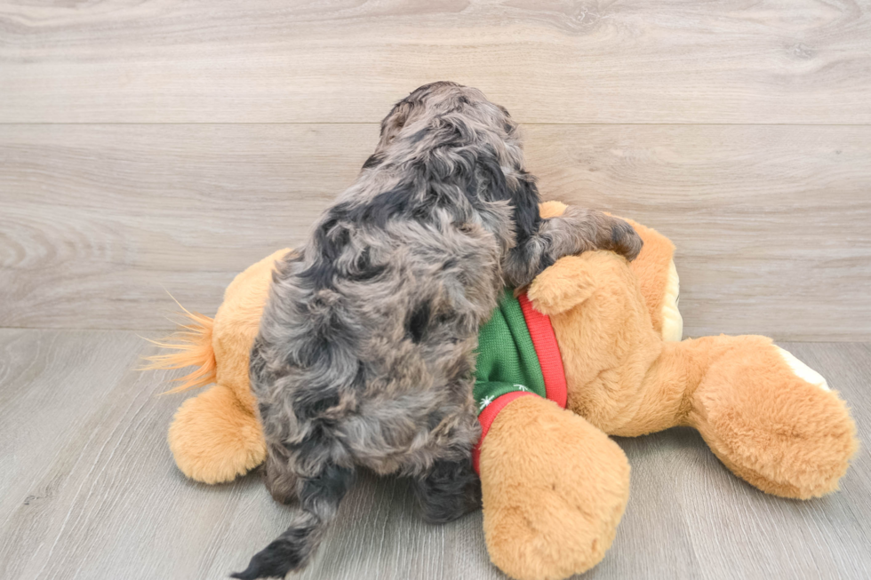Energetic Golden Doodle Poodle Mix Puppy