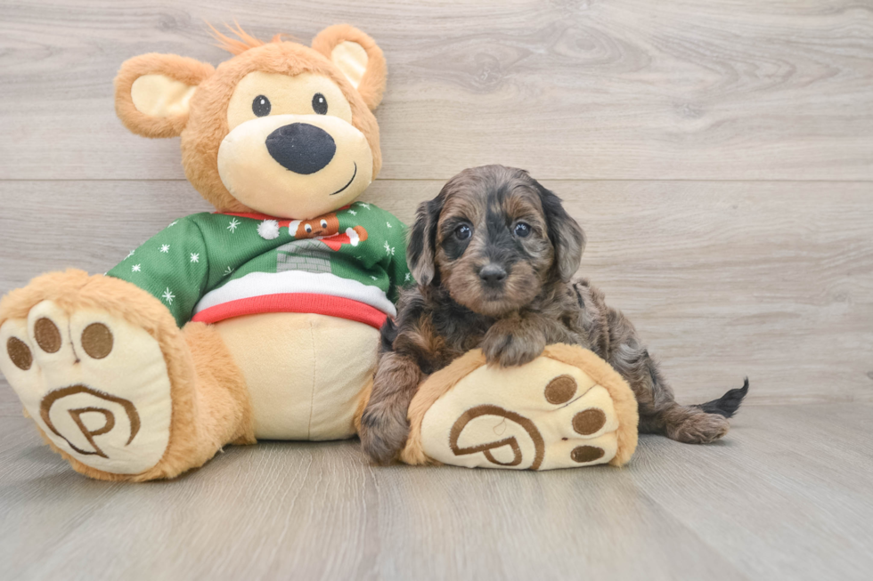 Best Mini Goldendoodle Baby