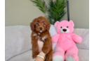 Best Mini Goldendoodle Baby
