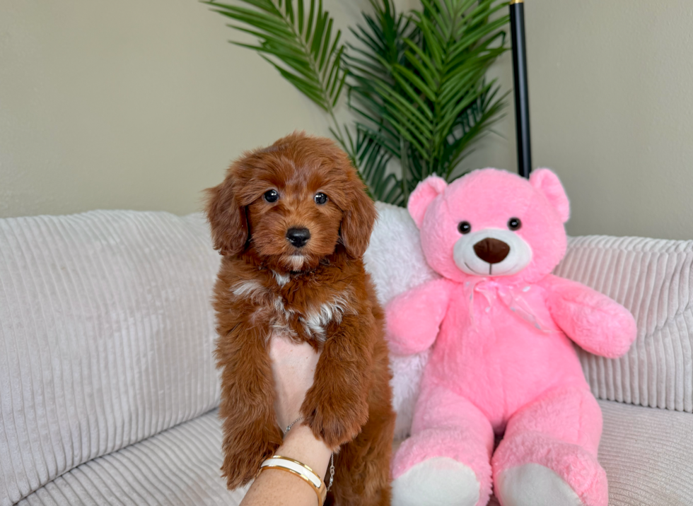 Best Mini Goldendoodle Baby