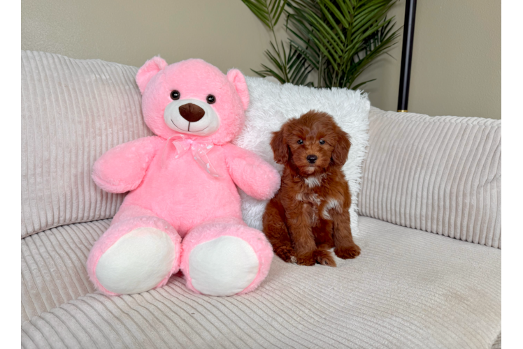 Cute Mini Goldendoodle Poodle Mix Pup