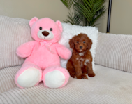 8 week old Mini Goldendoodle Puppy For Sale - Lone Star Pups