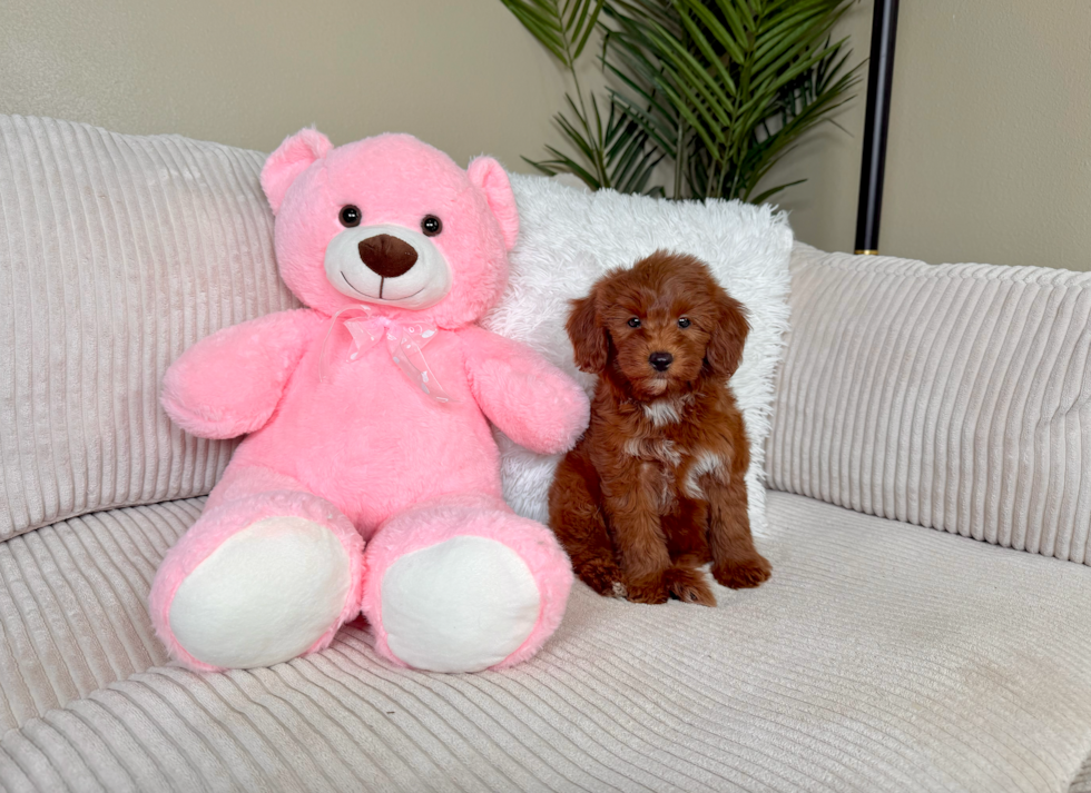 Cute Mini Goldendoodle Poodle Mix Pup
