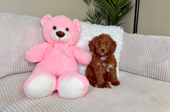 Cute Mini Goldendoodle Poodle Mix Pup