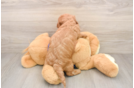 Mini Goldendoodle Pup Being Cute