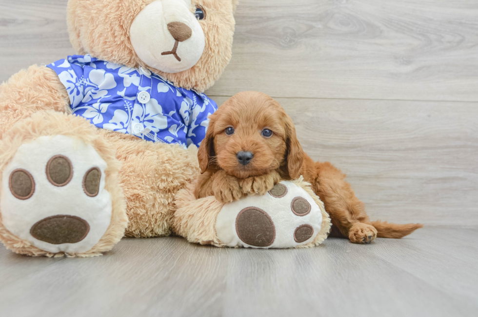 5 week old Mini Goldendoodle Puppy For Sale - Lone Star Pups