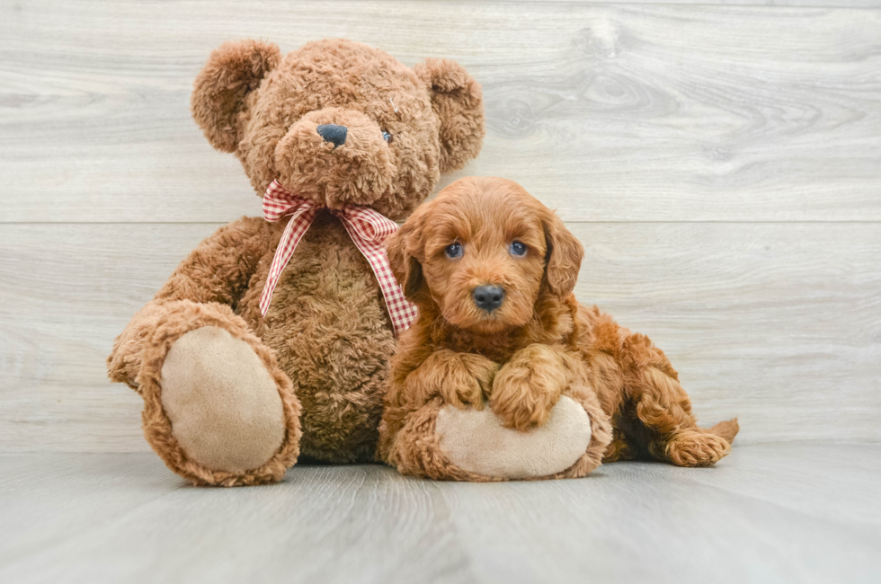 6 week old Mini Goldendoodle Puppy For Sale - Lone Star Pups