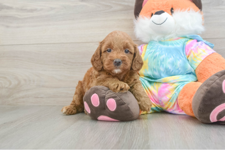 Mini Goldendoodle Pup Being Cute
