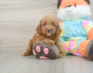7 week old Mini Goldendoodle Puppy For Sale - Lone Star Pups