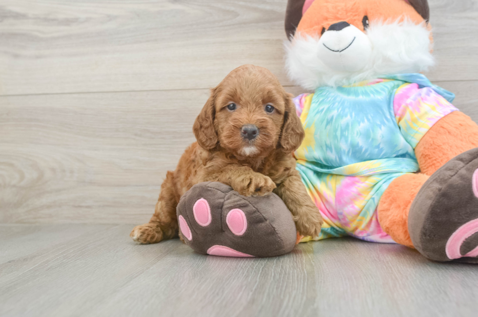 6 week old Mini Goldendoodle Puppy For Sale - Lone Star Pups