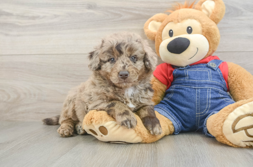 6 week old Mini Goldendoodle Puppy For Sale - Lone Star Pups