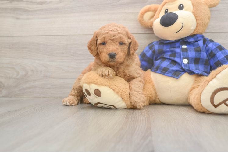 Playful Mini Groodle Poodle Mix Puppy