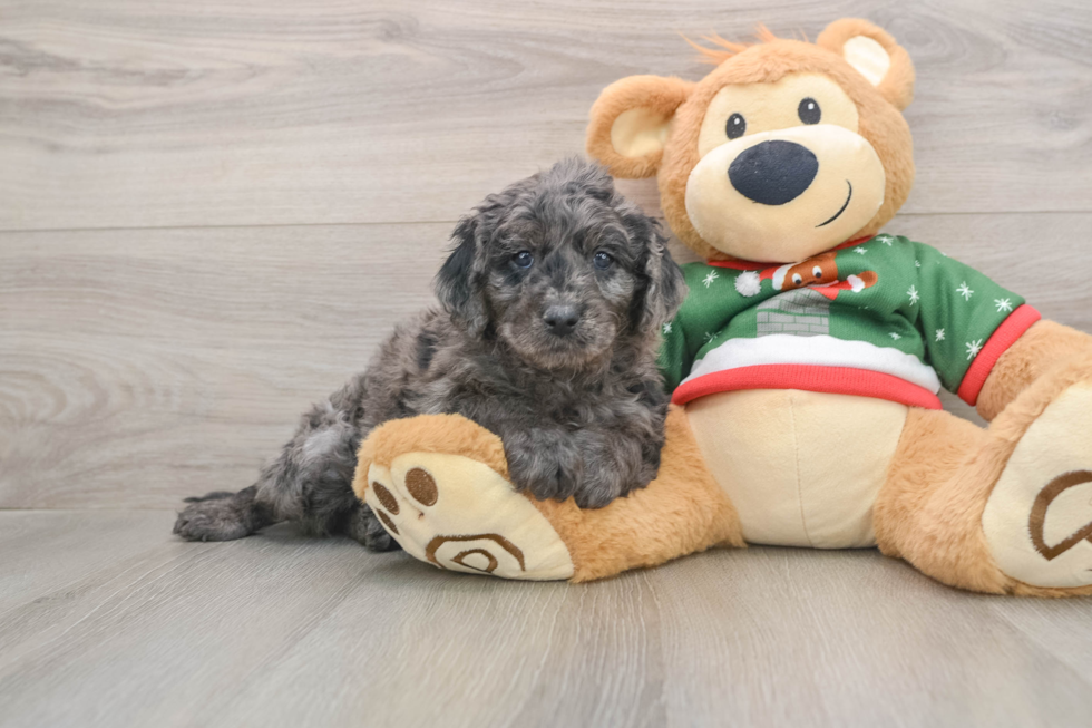 Best Mini Goldendoodle Baby