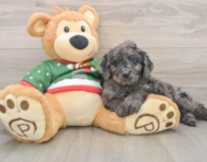 7 week old Mini Goldendoodle Puppy For Sale - Lone Star Pups