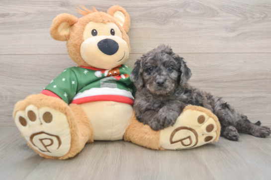 Mini Goldendoodle Pup Being Cute