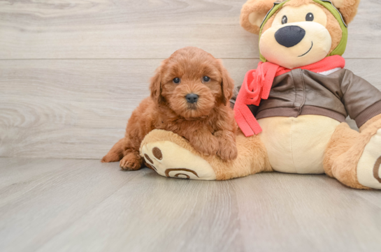 Cute Mini Goldendoodle Baby