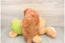 Fluffy Mini Goldendoodle Poodle Mix Pup
