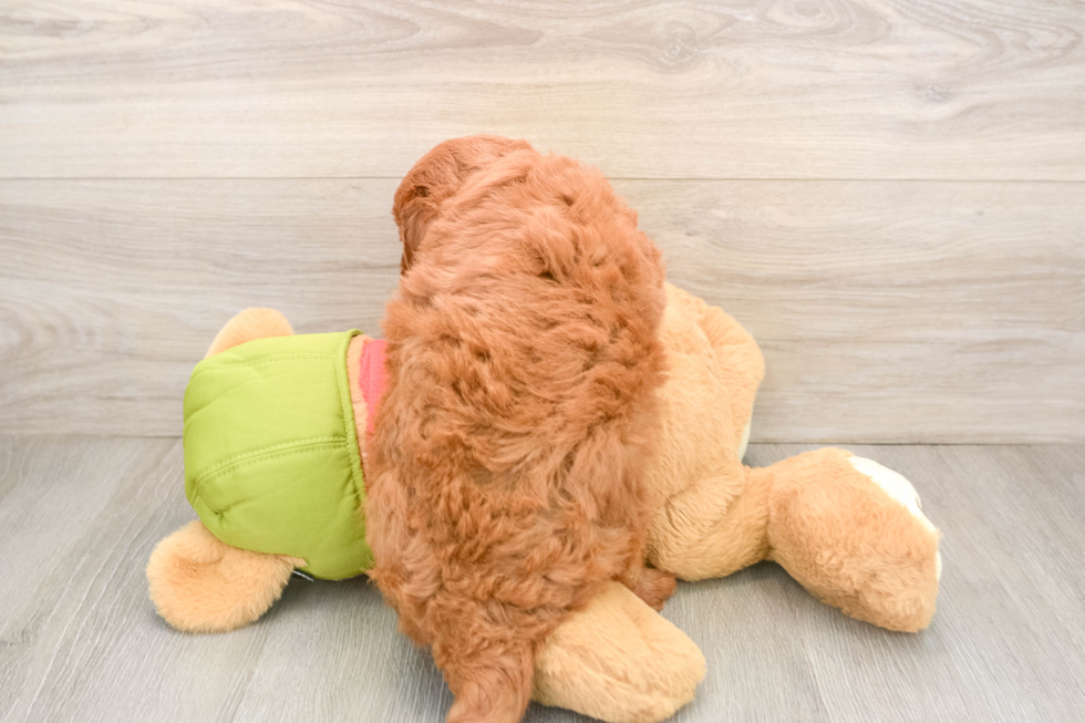 Fluffy Mini Goldendoodle Poodle Mix Pup