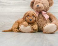 8 week old Mini Goldendoodle Puppy For Sale - Lone Star Pups