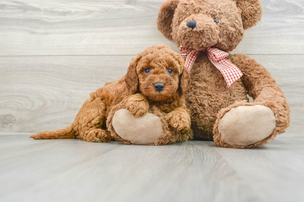 8 week old Mini Goldendoodle Puppy For Sale - Lone Star Pups